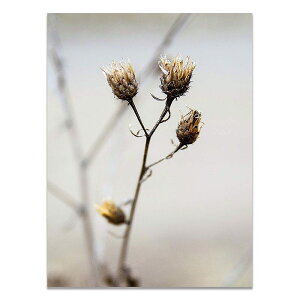 A[g|X^[ t[tEA[gplzt ԃV[Y fUCNO-7 A4 A3 A2