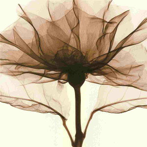 A[g|X^[ t[tEA[gplzt A {^jJ EXPgt[V[Y fUCNO-2 A4 A3 A2