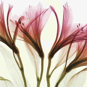 アートポスター フレーム付・アートパネル額付 植物 ボタニカル ・スケルトンフラワーシリーズ デザインNO-3 A4 A3 A2