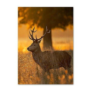 A[g|X^[ t[tEA[gplzt HV[Y fUCNO-A A4 A3 A2