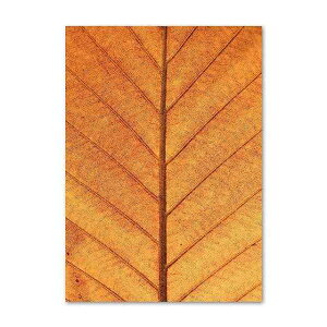 A[g|X^[ t[tEA[gplzt HV[Y fUCNO-C A4 A3 A2