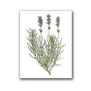 A[g|X^[ t[tEA[gplzt A {^jJ EԃV[Y x_[ fUCNO-1 A4 A3 A2