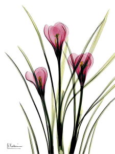 A[g|X^[ t[tEA[gplzt A {^jJ EXPgt[V[Y fUCNO-1 A4 A3 A2