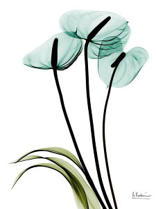 A[g|X^[ t[tEA[gplzt A {^jJ EXPgt[V[Y fUCNO-3 A4 A3 A2