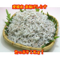 業務用！訳あり　愛媛県産 釜揚げ しらす！1kg　送料無料（北海道・東北・沖縄県を除く）
