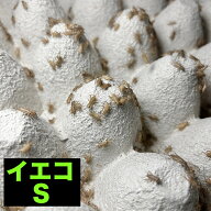 （イエコ S）コオロギ 餌 生き餌 全サイズ イエコ ss S ms M ml 羽 成虫 生餌 イエコ 送料無料 爬虫類 両…