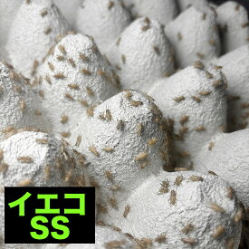 （イエコ SS）コオロギ 餌 生き餌 全サイズ イエコ ss S ms M ml 羽 成虫 生餌 イエコ 送料無料 爬虫類 両生類 トカゲ カナヘビ 小動物 イエコ トカゲ餌 ヤモリ カエル 活餌 昆虫 えさ エサ 餌用 蛇 かえる 蛙 まとめ買い