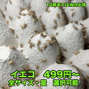 コオロギ 餌 生き餌 全サイズ イエコ ss S ms M ml 羽 成虫 生餌 イエコ 送料無料 爬虫類 両生類 トカゲ カナヘビ 小…