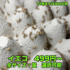 コオロギ 餌 生き餌 全サイズ イエコ ss S ms M ml 羽 成虫 生餌 イエコ 送料無料 爬虫類 両生類 トカゲ カナヘビ 小動物 イエコ トカゲ餌 ヤモリ カエル 活餌 昆虫 えさ エサ 餌用 蛇 かえる 蛙 まとめ買い