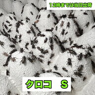 コオロギ 餌 ( 生き餌 クロコS ) 7-9mm クロコ ss S ms M ml 羽 成虫 生餌 送料無料 爬虫類 両生類 トカ…