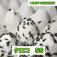 コオロギ 餌 ( 生き餌 クロコSS ) 4-6mm クロコ ss S ms M ml 羽 成虫 生餌 送料無料 爬虫類 両生類 トカ…