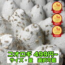 コオロギ 餌 生き餌 全サイズ イエコ ss S ms M ml 羽 成虫 生餌 イエコ 送料無料 爬虫類 両生類 トカゲ カナヘビ 小…