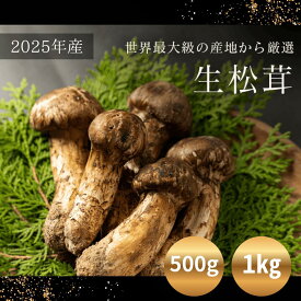 松茸 生松茸 500g 1kg まつたけ つぼみ 開き 直輸入 つぼみから訳ありまで色々 収穫から1週間以内に発送 鮮度良し 2025年産