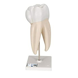 【中古】【輸入品・未使用】上顎大臼歯（3根）モデル，縦断3分解 - 3B Scientific