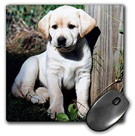 【中古】【輸入品・未使用】3Dローズ 犬ラブラドール レトリーバー犬 - かわいい黄色のラブラドールの子犬 - マウス パッド - マウスパッド - mp_969_1 (並行輸入)
