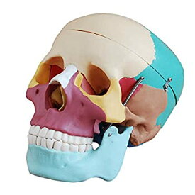 【中古】【輸入品・未使用】Goden 頭蓋骨模型 頭部 模型 カラモデル 教学用模型 実験室模型 [並行輸入品]