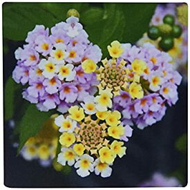 【中古】【輸入品・未使用】3dRose LLC 8 x 8 x 0.25 Inches Mouse Pad%カンマ% Lantana Macro - Flower%カンマ% Flowers%カンマ% Lantana%カンマ% Plant%カンマ% Plants%カンマ% Shrub Verben