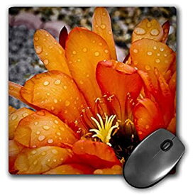 【中古】【輸入品・未使用】3dRose LLC 8 X 8 X 0.25 Inches Mouse Pad%カンマ% Decorative Colorful Garden Classic Plant Southwest Desert Cactus Red Orange Rain Flower M