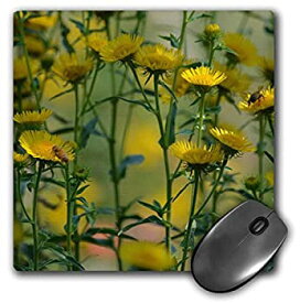 【中古】【輸入品・未使用】3dRose LLC 8 x 8 x 0.25 Inches Mouse Pad%カンマ% Yellow Wild Flowers with Bees - Summer Garden - Photography (mp_63598_1) [並行輸入品]