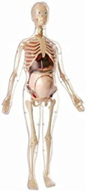 【中古】【輸入品・未使用】童友社 人体解剖模型シリーズ56cm 妊婦全身 完成品