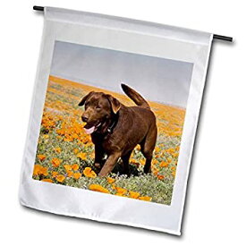 【中古】【輸入品・未使用】3dRose A Chocolate Labrador Retriever Dog - Zandria Muench Beraldo - Garden Flag, 12 by 18" [並行輸入品]