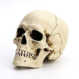 【中古】【輸入品・未使用】Veronese Design 身長6 1/4インチ 人間の頭蓋骨 モーションジョー付き リアルな樹脂彫刻