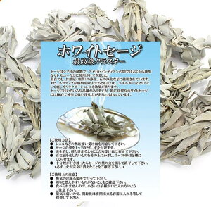 5̂̓|Cg10{II򉻃ObYzCgZ[W45gp[Xg[ 򉻖F  rO  򉻊e 2܍wőI