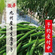5/1から先行予約受付！！国産唐辛子 【生】青唐辛子500g【生】青唐辛子500g×2袋 （1kg） 冷凍青唐辛子50…