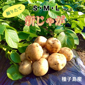 【絶品】aimo農園｜種子島産 新じゃがいも S・M・Lサイズ