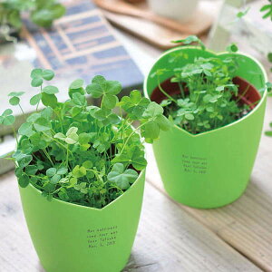 観葉植物 栽培キットの通販 価格比較 価格 Com