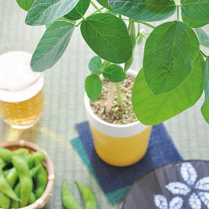 育てるえだ豆 栽培セット 枝豆