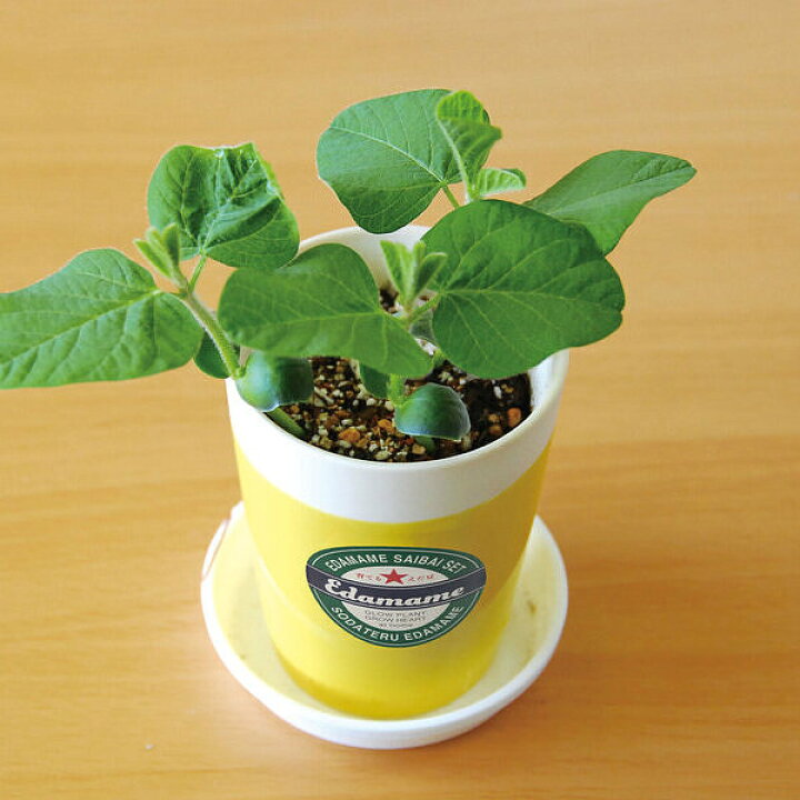 楽天市場 えだまめ栽培キット 枝豆 スマートギフト 楽天市場店