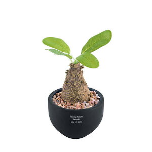 yzCTG}R[fbNX EB][ a j LO Mtg v[g җ  n \  j  JX ސE oY j JX AE w o^C Vz ̓ 