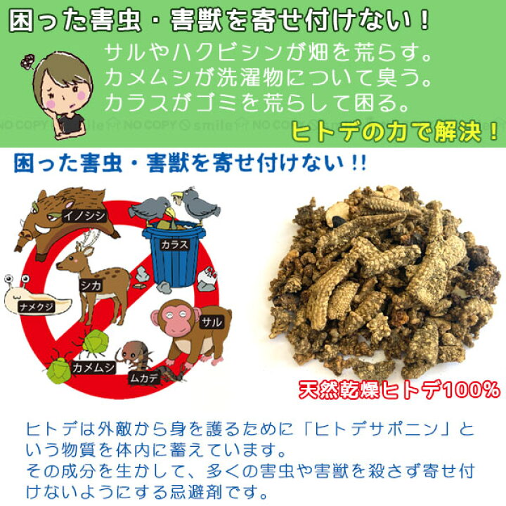 楽天市場 ヒトデ浪漫 ポスト投函送料無料 忌避剤 乾燥 ヒトデ 北海道産 日本製 天然素材 小分けタイプ 害獣 害虫 動物 虫 寄せ付けない 寄り付かない 対策 肥料 菜園 畑 軒下 洗面所 住マイル