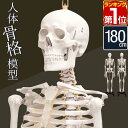 【楽天1位】人体模型 約166cm 人体骨格模型 等身大の人体の骨格をリアルに表現！人体骨格模型 ヒューマンスカル 模型 …