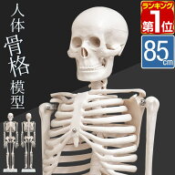 【楽天1位】人体模型 骨格模型 骨 約85cm 1/2モデル 展示スタンド付き 骨格標本 骨格モデル 全身骨格模型…