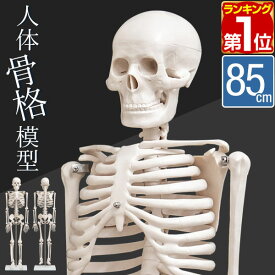 【楽天1位】人体模型 骨格模型 骨 約85cm 1/2モデル 展示スタンド付き 骨格標本 骨格モデル 全身骨格模型 直立 可動 医学 理学 解剖学 整体 整骨院 関節 資料用 説明用 リアル レプリカ ディスプレイ 骨格モデル セット 骨格 解剖骨格 ■[送料無料]