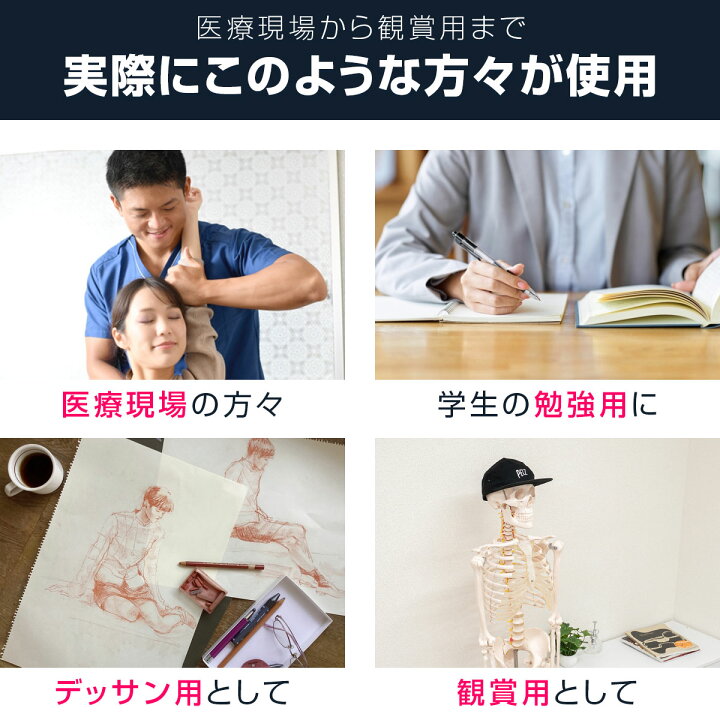 楽天市場】【楽天1位】人体模型 骨格模型 骨 等身大 身長約166cm 展示 