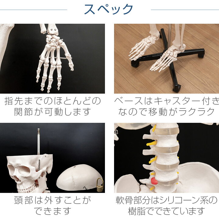 楽天市場】【楽天1位】人体模型 骨格模型 骨 等身大 身長約166cm 展示 