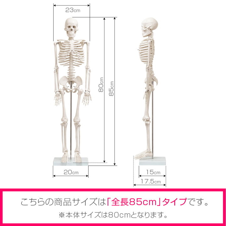 楽天市場】【楽天1位】[レビュー特典あり] 人体模型 骨格模型 骨 約  