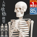【6,600円→SALE4,950円〜7/11(土)01:59まで】【楽天1位】人体模型 骨格模型 骨 約85cm 1/2モデル 展示スタンド付き …