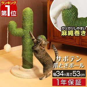 y11/1_tf[zyyV1ʁzL ܂Ƃ |[ T{e^ ꊪ 53cm u VR   ˂ ߂Ƃ lR ܂Ƃ|[ x ܌ ܖ XgX ~j L