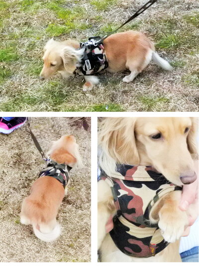 犬用ハーネス迷彩リード付犬具胴輪ハーネス散歩お出かけ簡単装着送料無料