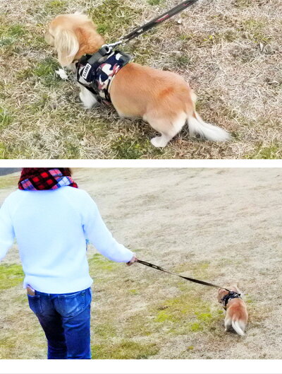 犬用ハーネス迷彩リード付犬具胴輪ハーネス散歩お出かけ簡単装着送料無料