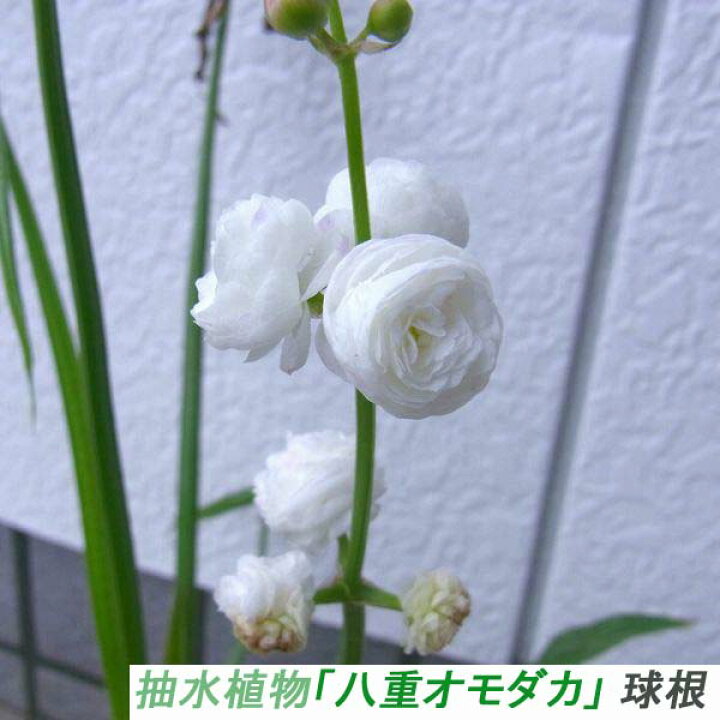 楽天市場 趣味 期間限定 3 5月 抽水植物 八重オモダカ 球根 自家栽培品 メール便発送 送料無料 スマイルファクトリー