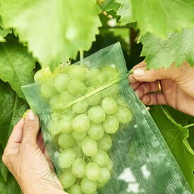 果物袋 保護ネット 防虫 ネット 果樹用防鳥ネット オーガンジー生地 通気性 メッシュ 鳥よけネット 鳩よけネット 果物保護バッグ 果実袋 イチゴ 鳥よけ 虫よけ カラス対策 害虫鳥避け 桃 イチゴ ミニメロン いちじく ブドウ用 園芸工具 農業用 野菜保護 収穫 栽培用 巾着袋