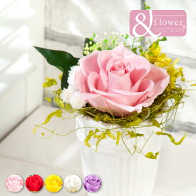 楽天市場 1000円 送料無料 花 観葉植物 花 ガーデン Diy の通販