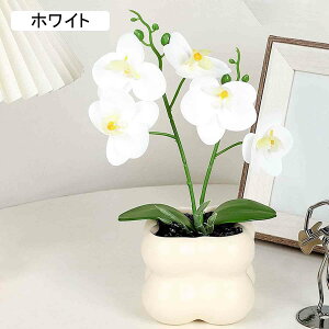 kX^C Ӓ ~  [Ybh lHϗtA ԕrt  Vv Ƃ̑ Mtgp  tFCNO[ CeA  EGfBO   28cm X ؂Ȑl