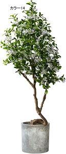 lHϗtA  A ^ CeA @ׂȗt   炵ɎR rO tFCNO[ { i` u  Vzj 160CM JƏj N