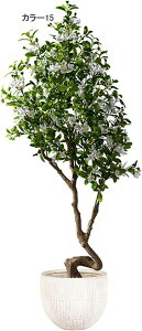 lHϗtA  A ^ CeA @ׂȗt   炵ɎR rO tFCNO[ { i` u  Vzj 160CM JƏj N